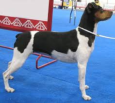 Cao De Pequeno Porte De Origem Mexicana Brazilian Terrier Click Through For Better Pictures Brazilian Terrier Terrier Dog Breeds Puppies