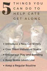Cats Not Getting Along Tips To Get Them To Stop Fighting Each Other Pethelpful