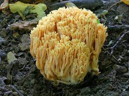 Fungi Mushroom Australia Yahoo Search Results Stuffed Mushrooms Fungi Mushroom Fungi