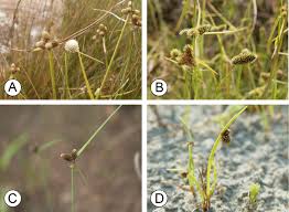 Image result for Lipocarpha