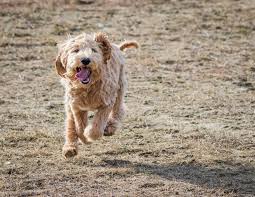 Find labradoodles, labradoodle puppies, and service dogs in washington, oregon, idaho, nevada with paws upon the cowlitz. Australian Labradoodle 9 Things To Know Before Getting One Perfect Dog Breeds