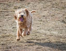 We now have dogs from all over the world ensuring genetic diversity in our. Australian Labradoodle 9 Things To Know Before Getting One Perfect Dog Breeds