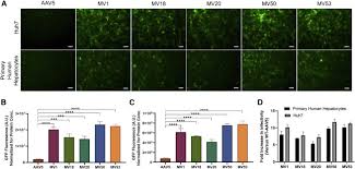 Cauta interpretari in dictionarul de vise. Directed Evolution Of Aav Serotype 5 For Increased Hepatocyte Transduction And Retained Low Humoral Seroreactivity Sciencedirect