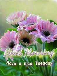 Tuesday morning greetings good morning quotes. Have A Nice Day Quotes Tuesday Morning