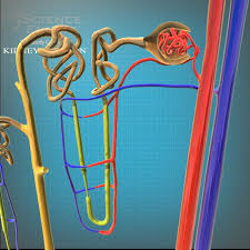 Nephron Anatomy 3d C4d 3d Model Anatomy 3d Model Neon Signs