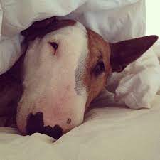 Pigdog Bullterrier Dogs I Love Dogs Bull Terrier Dog Love