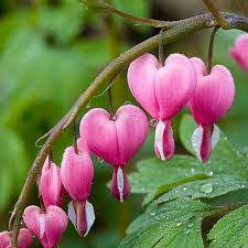 Parts Of The Bleeding Heart Plant Vietnam Agriculture