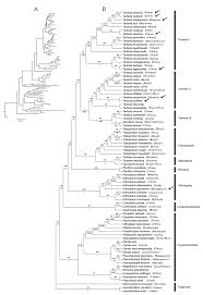 Image result for Tectaria fernandensis