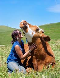 Farm Sanctuary Celebrates 25 Years Of Helping Animals Animals Animals Beautiful Cute Cows