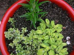 Companion planting is part experience, part folklore, and part wishful thinking. What Herbs Can You Plant Together Do Not Disturb Gardening