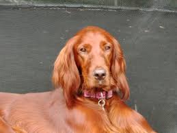 The smyth irish setter is top dog in the line of irish setters, offering quality and style. Irish Setter Puppies Dogs Puppies For Rehoming Cornwall Ohmy