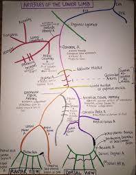 Upper extremity arteries and veins. Arteries Of Lower Limb Upper Limb Anatomy Arteries Anatomy Anatomy And Physiology
