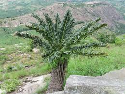 Image result for Encephalartos turneri