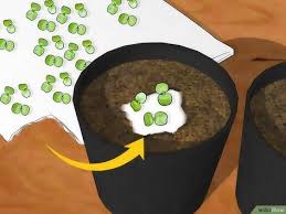 Comment Faire Pousser Des Kiwis Kiwi Planter Kiwi Planter Des Graines
