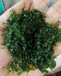 Image result for Lactuca imbricata