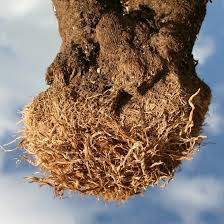 Image result for Xerophyta zambiana