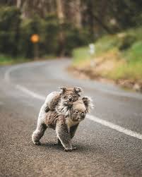 Koala Family Piggyback Animals Animals Animals Beautiful Cute Animals