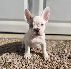 French bulldog puppies for sale. French Bulldog Puppies Hoobly Online Shopping