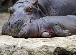 Lion Cubs Baby Elephants And Other Animal Photos Of The Week Baby Zoo Animals Animal Photo Hippopotamus