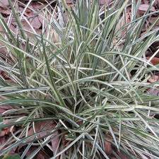 Image result for Ophiopogon