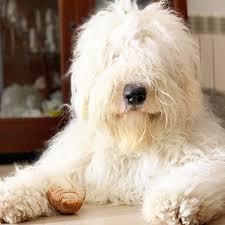 Pin Pa Old English Sheepdogs