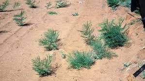 Image result for Elephantorrhiza elephantina