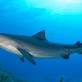 Whale shark related image