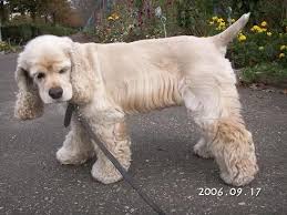 Different Trims American Cocker Spaniel Cocker Spaniel Grooming Cocker Spaniel