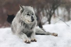 Wolf At Wolf Hollow Massachusetts By Kirk Lorenzo Wolf Husky Wolf Your Spirit Animal