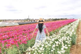 Naro On Instagram In Flower Paradise Carlsbadflowerfields Flowers Flowerfields Paradise Carlsbad Pa Carlsbad Flower Fields Flower Field Instagram