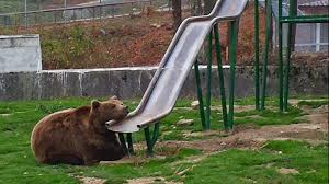 O vizita la gradina zoologica bucuresti este intotdeauna o alegere minunata si totodata foarte educativa pentru cei ce doresc sa isi petreaca timpul liber in mijlocul naturii, departe de haosul. Doi Ingrijitori De La Zoo BraÈov AtacaÅ£i De Ursi Intervine Smurd