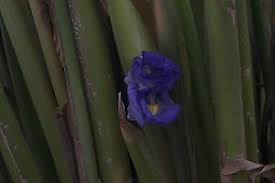 Image result for Halopegia azurea