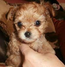 Teacup Chorkie Puppy Puppies Cute Animals Baby Animals
