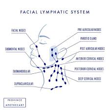 Lymphatic drainage can help with oedema, lymphoedema, detox, after surgery support, gut and immunity health. How To Do Lymphatic Drainage Face Neck With Video Tutorials Bright Body
