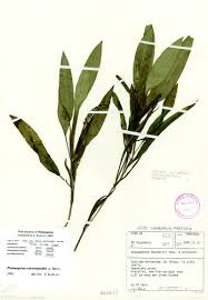Image result for Potamogeton richardii