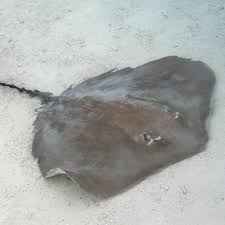 (us law enforcement) a device that simulates a cell tower, used to intercept cell phone communications. Chinese Word Of The Day Stingray Noun Chineseclass101 Com Blog