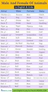 Female german names also see teutonic names. Masculine And Feminine Gender Of Animals List Ultimate Gender List