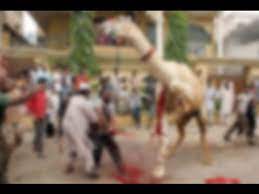 Camel qurbani iski nakil nikal gae thi. Camel Slaughter Youtube