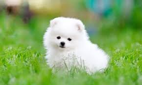 Teacup pomeranians with teddy bear faces, the very rare and beautiful blue merle teacup pomeranians, chocolate teacup pomeranians, phantom pomeranians, and even the extremely tiny variety known as micro teacup pomeranians for sale. Everything You Need To Know About The White Pomeranian All Things Dogs All Things Dogs