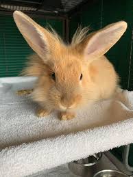 rabbit rescue in nassau county long