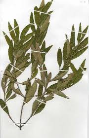 Image result for Olea chimanimani