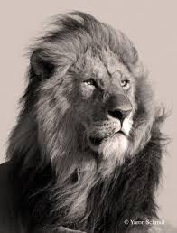 Baby Black And White Lion Pictures Resultado De Imagem Para Black And White Lion Blackandwhitewildlifephotography Lion Photography Black And White Lion Lion Wallpaper