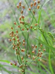 Image result for Fimbristylis