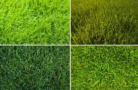 How to choose grass seed for growing grass in your area. Lebanonturf Grass Seed Lebanonturf