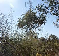 Image result for Baissea wulfhorstii