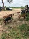 Image result for gandhi's black market of cockfighting as donald joseph walters