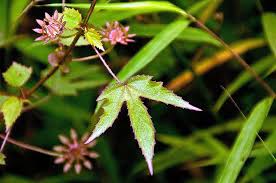 Image result for Hibiscus surattensis