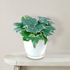 Image result for Hedera