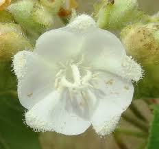 Image result for Dombeya kirkii