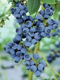 Fruit Of Your Labor Growing Blueberries Growing Blueberries Fruit Garden Edible Garden